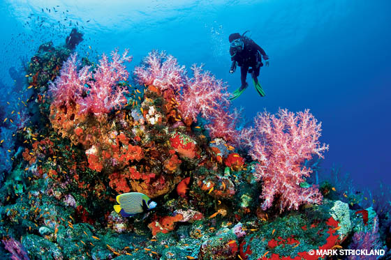 Port Blair To Excursion To Coral Island & Ross Island